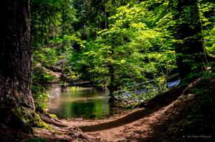 Pool at Proxy Falls-4027.jpg